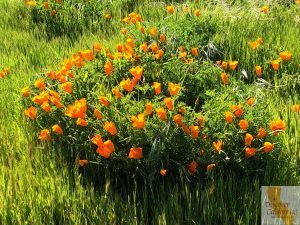 California poppies, food from California, California food