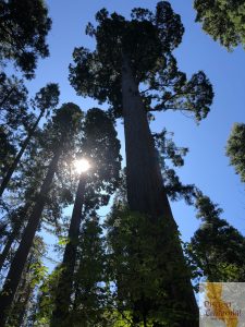 calaveras big trees