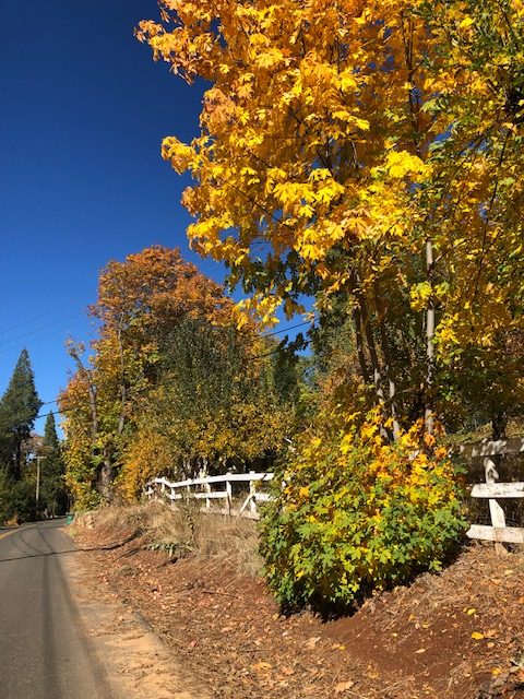 Apple Hill in the Fall what a great outing! Discover California