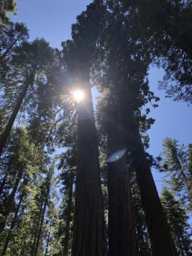 Calaveras Big Trees